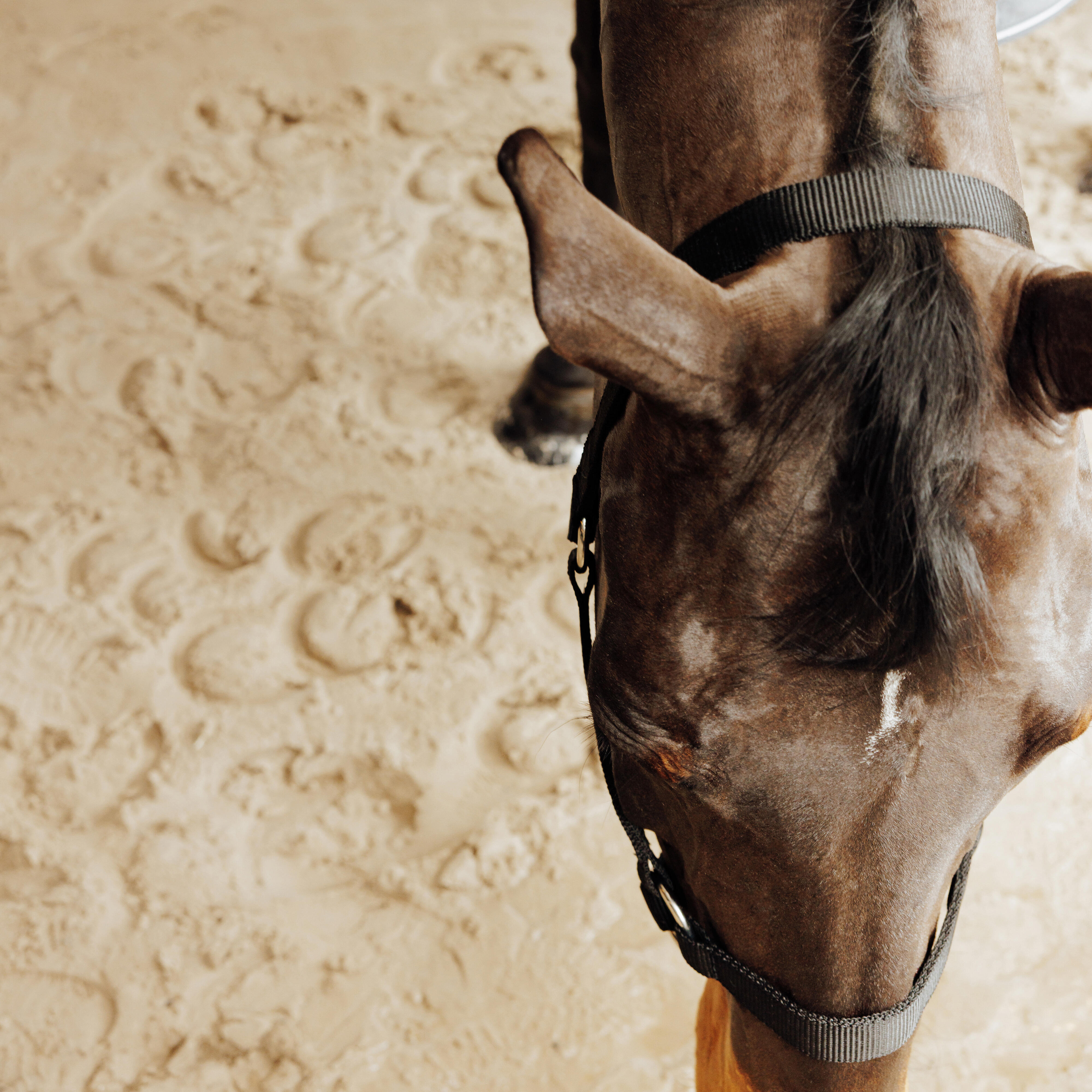 Yular - At ve Midilli Boy - Siyah - Schooling