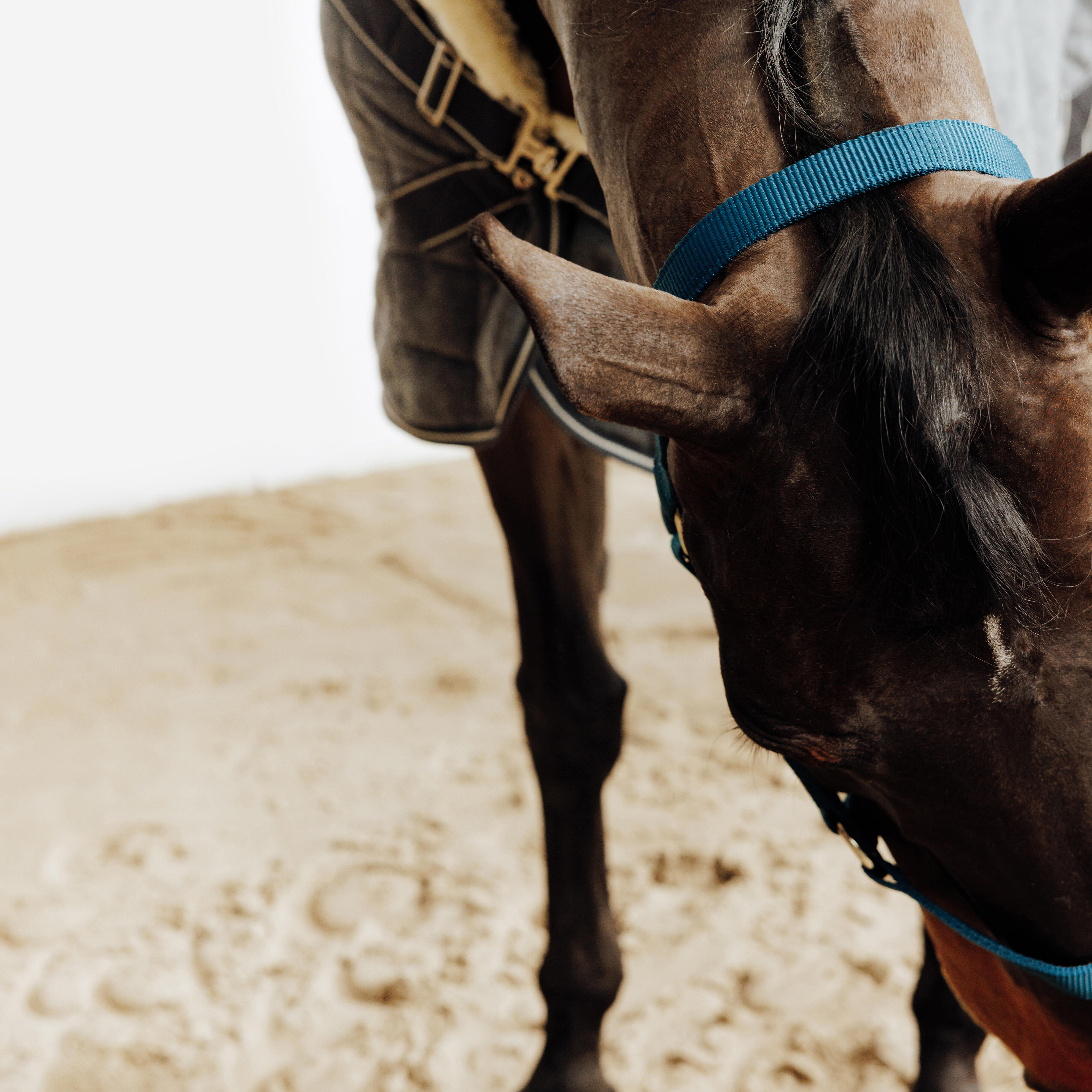 Yular - At ve Midilli Boy - Mavi - Schooling